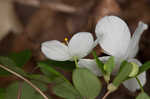 Eastern false rue anemone